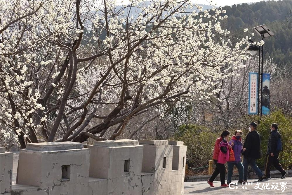 嘉华旅游送您一份千佛山赏花攻略