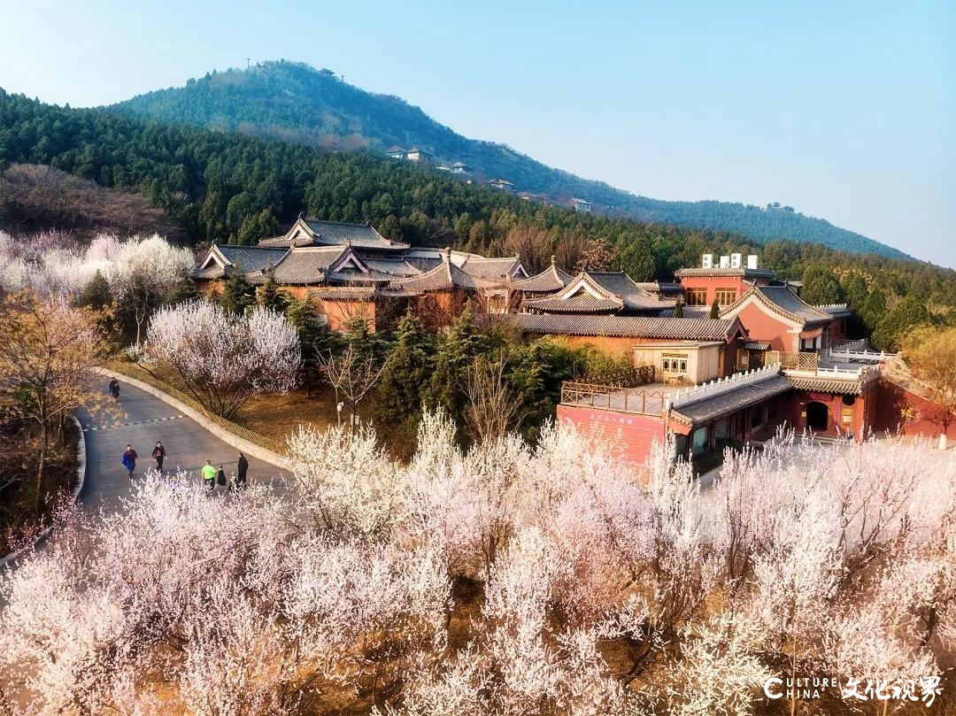 嘉华旅游送您一份千佛山赏花攻略