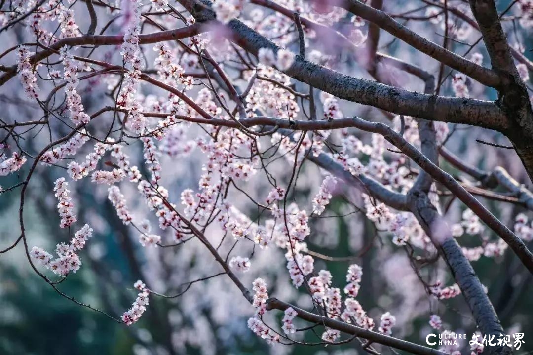 嘉华旅游送您一份千佛山赏花攻略