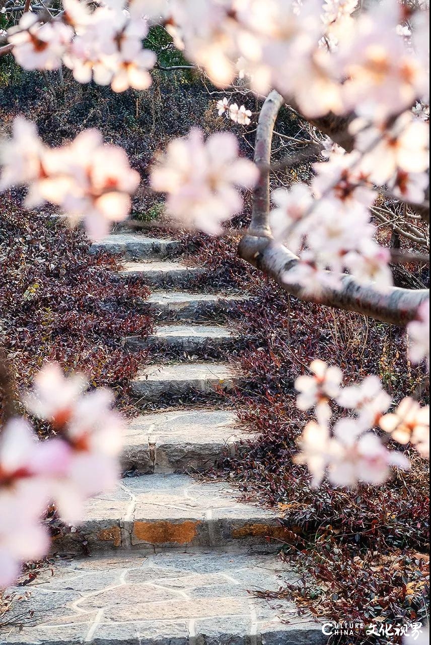 嘉华旅游送您一份千佛山赏花攻略