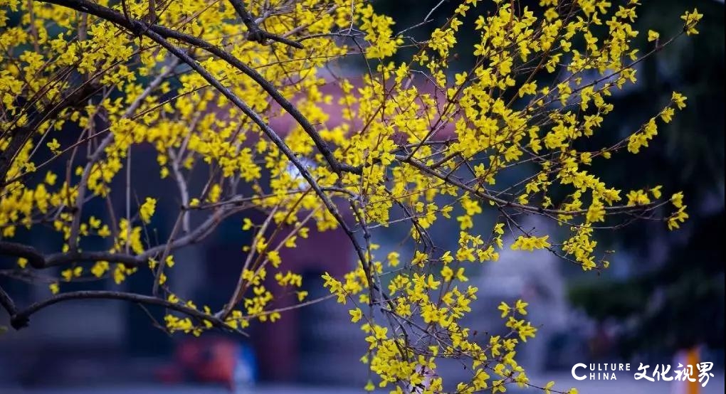 嘉华旅游送您一份千佛山赏花攻略