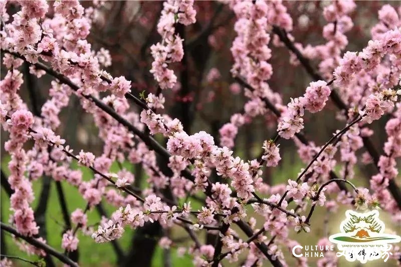 嘉华旅游送您一份千佛山赏花攻略