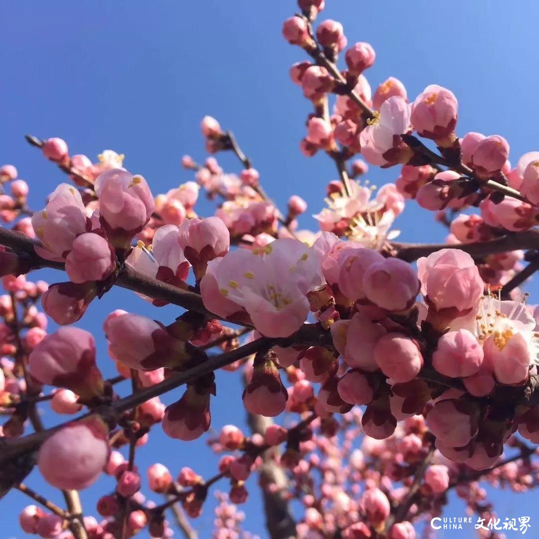 春色满园  繁花似锦——云游齐鲁酒地，怎一个美字了得