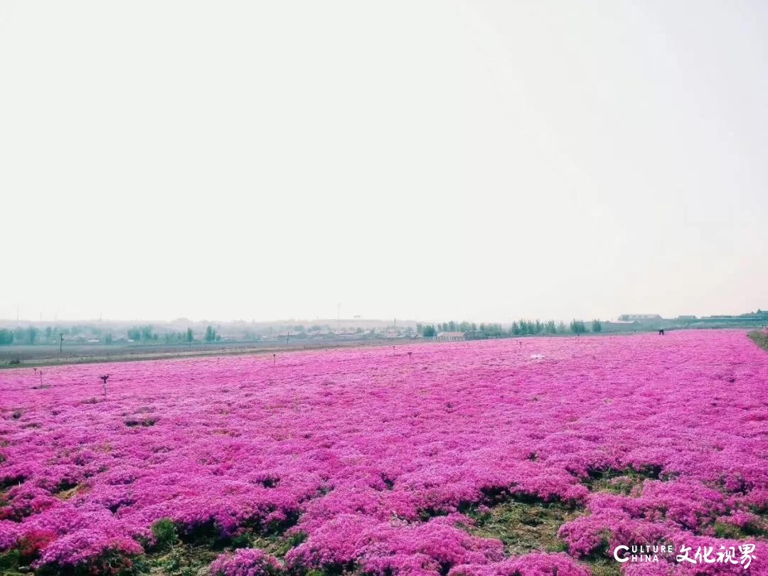 春色满园  繁花似锦——云游齐鲁酒地，怎一个美字了得