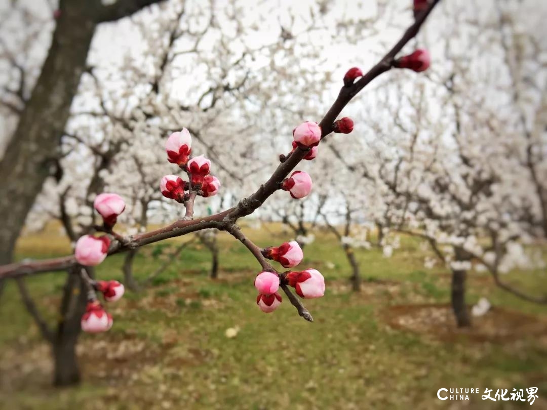 春色满园  繁花似锦——云游齐鲁酒地，怎一个美字了得