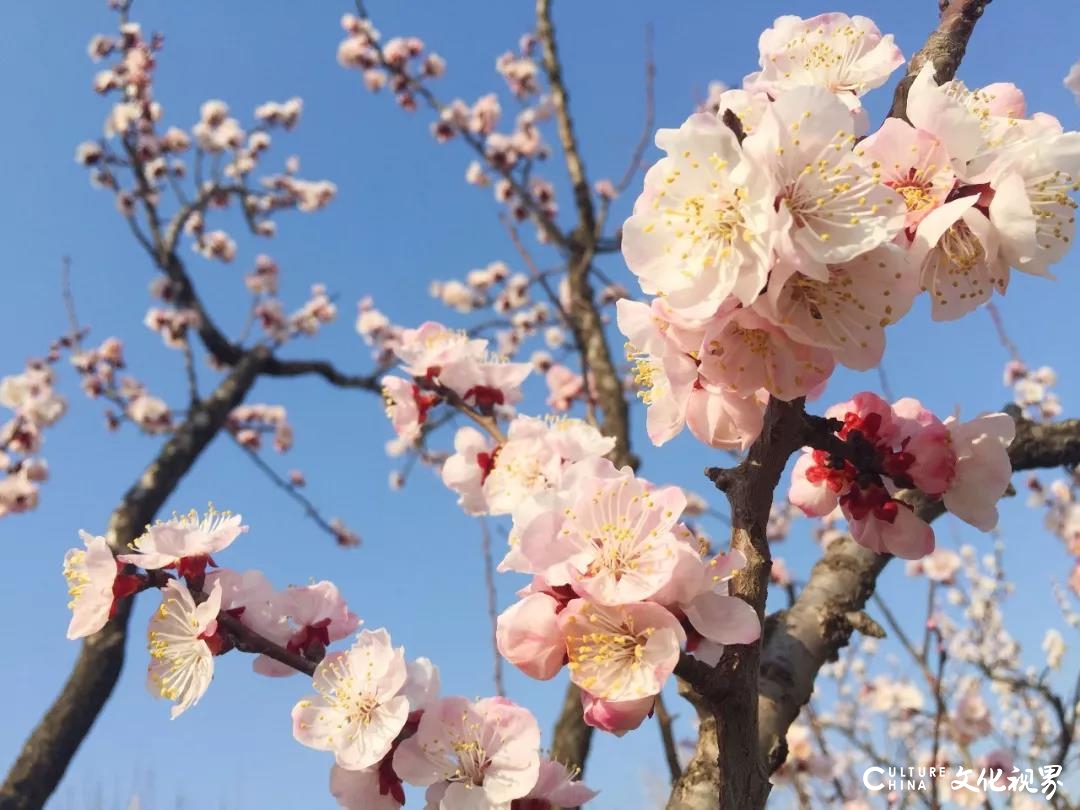 春色满园  繁花似锦——云游齐鲁酒地，怎一个美字了得