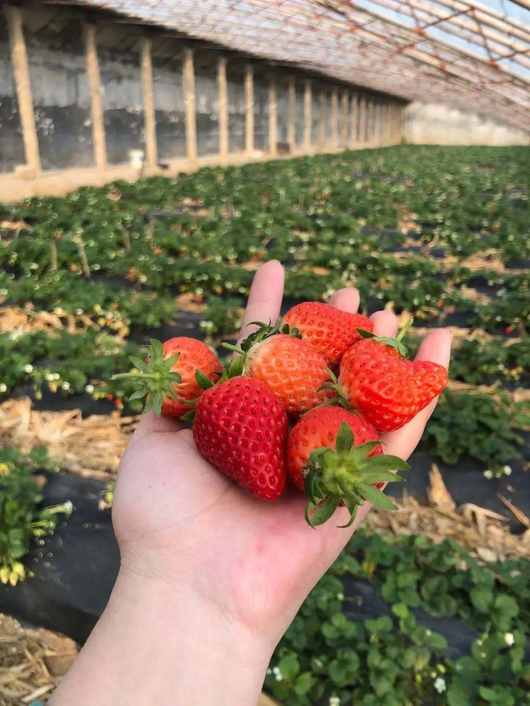 春暖花开，到济南和生庄园共度美好春光