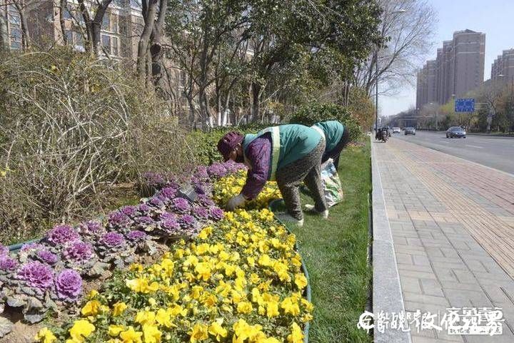 疫将去 花满市，济南将在5月底前打造70余处花卉景观大道和花漾街区 