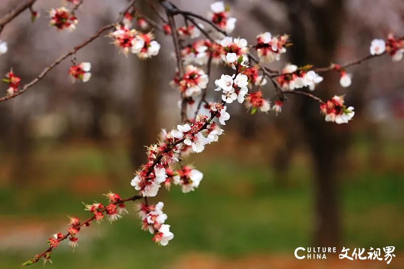 花黄柳绿杏林如雪——齐鲁酒地春风十里静待您