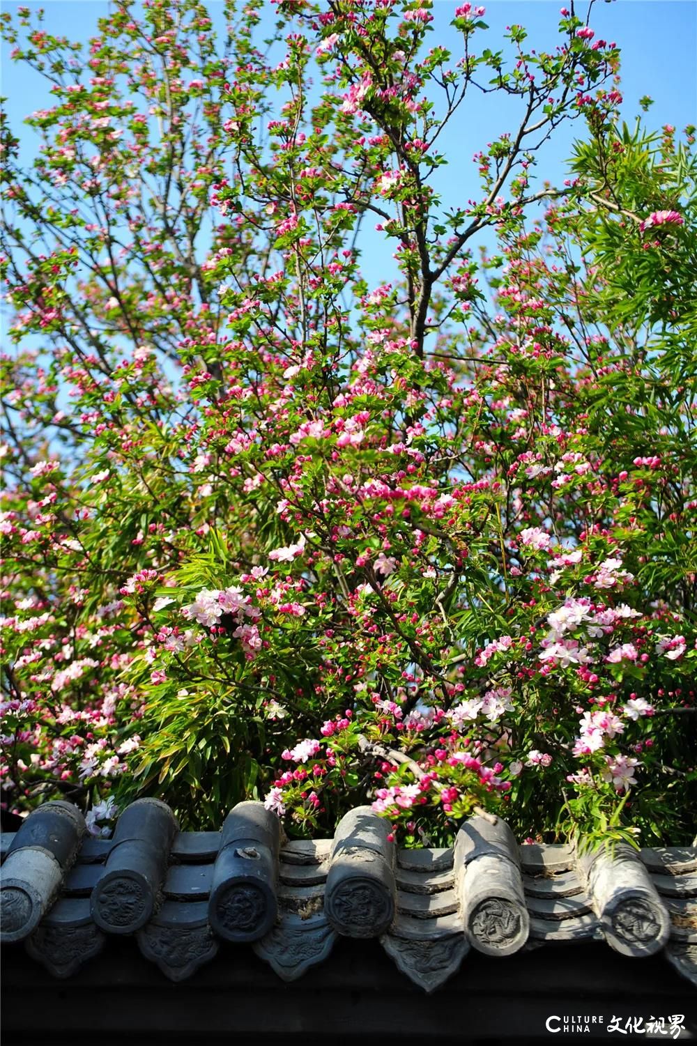 济南整个春天都是浪漫的，五龙潭樱花盛开游人醉