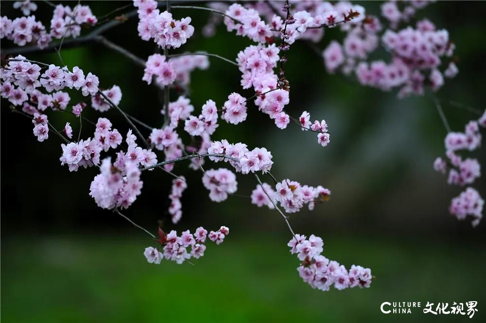 济南整个春天都是浪漫的，五龙潭樱花盛开游人醉