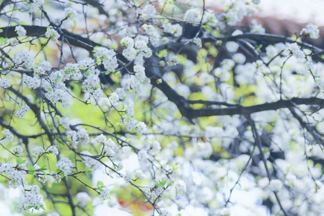 花香 人静 水碧 风清——台儿庄古城的春天美成了“壁纸”