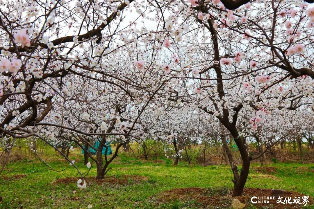 十里杏花雨   一路酒旗风——齐鲁酒地99元“花海福星卡”限量抢购，尊享五重超级权益