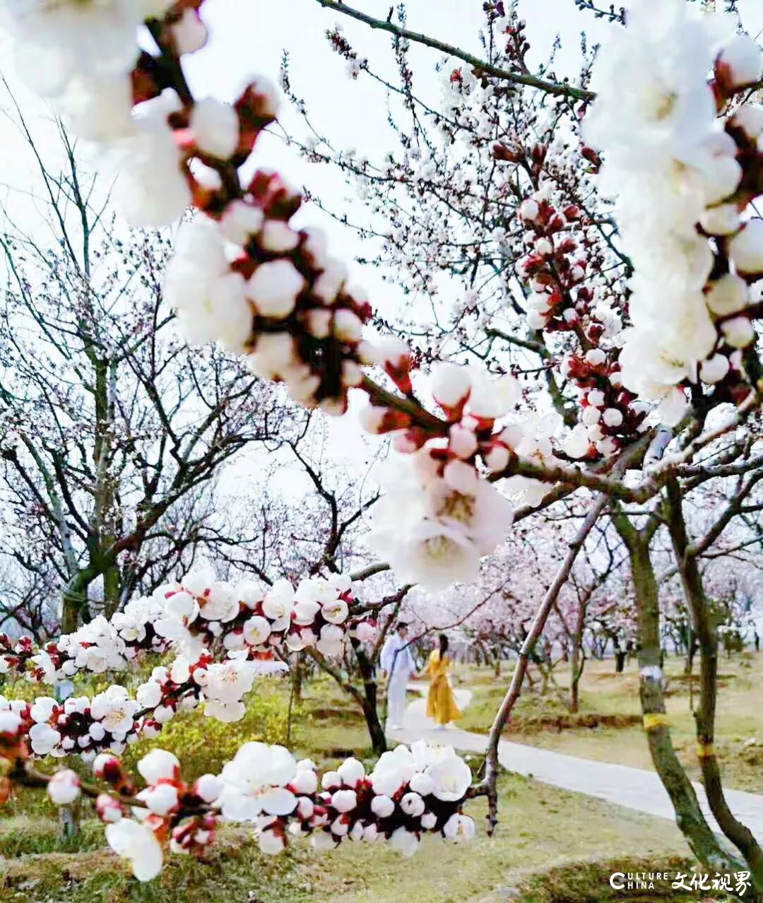 十里杏花雨   一路酒旗风——齐鲁酒地99元“花海福星卡”限量抢购，尊享五重超级权益