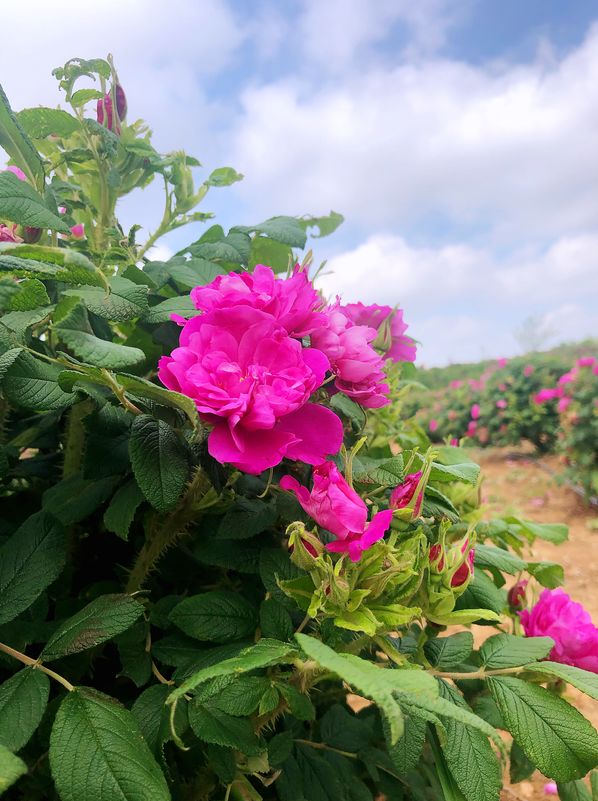 十里杏花雨   一路酒旗风——齐鲁酒地99元“花海福星卡”限量抢购，尊享五重超级权益