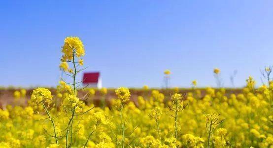 山东油菜花海震撼登场，这几个地方美到窒息