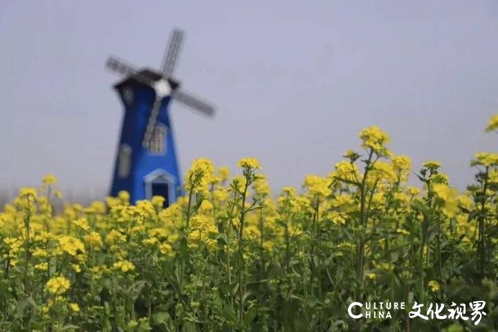 山东油菜花海震撼登场，这几个地方美到窒息