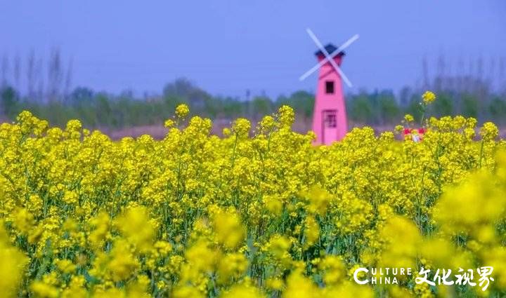 山东油菜花海震撼登场，这几个地方美到窒息