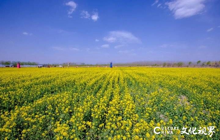 山东油菜花海震撼登场，这几个地方美到窒息