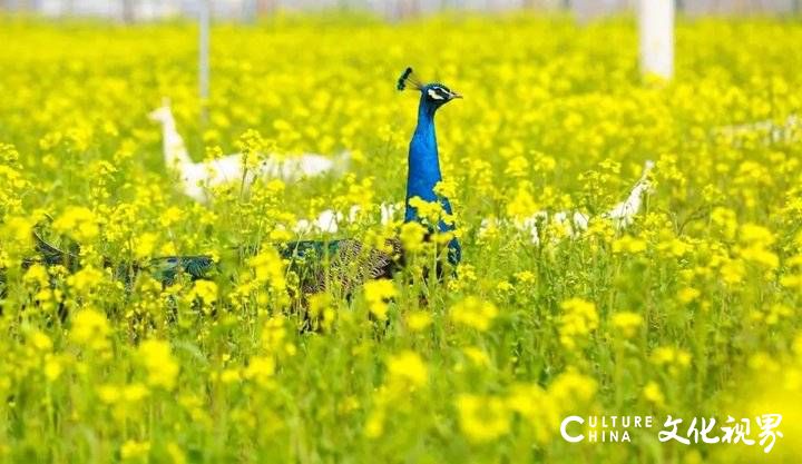 山东油菜花海震撼登场，这几个地方美到窒息