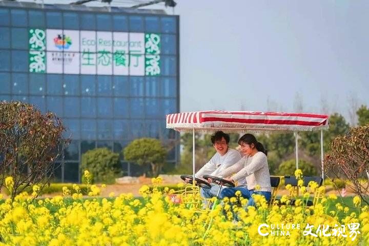 山东油菜花海震撼登场，这几个地方美到窒息