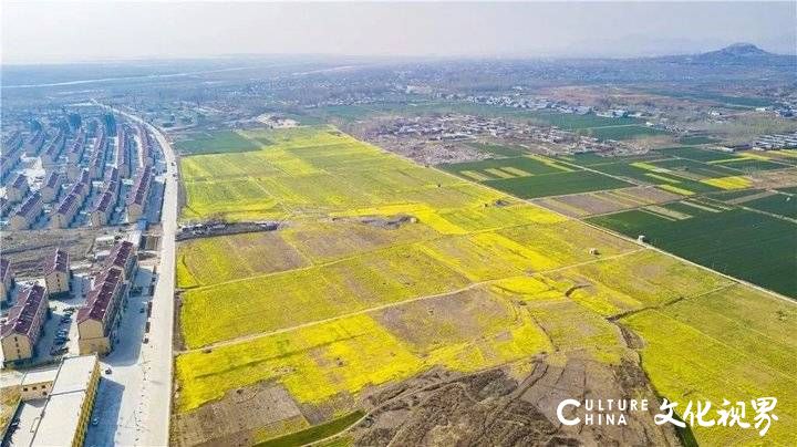 山东油菜花海震撼登场，这几个地方美到窒息