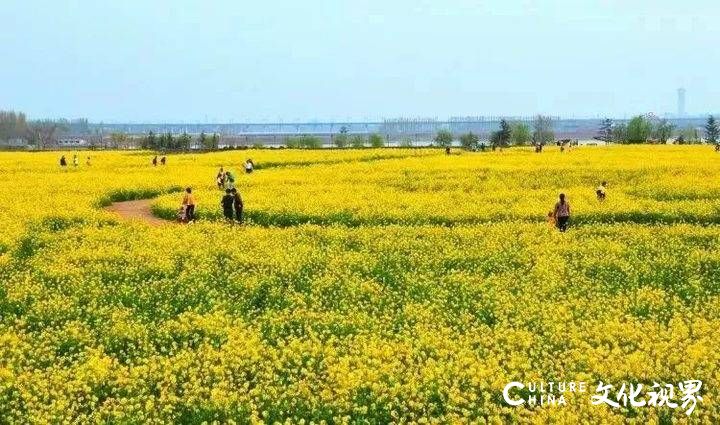 山东油菜花海震撼登场，这几个地方美到窒息