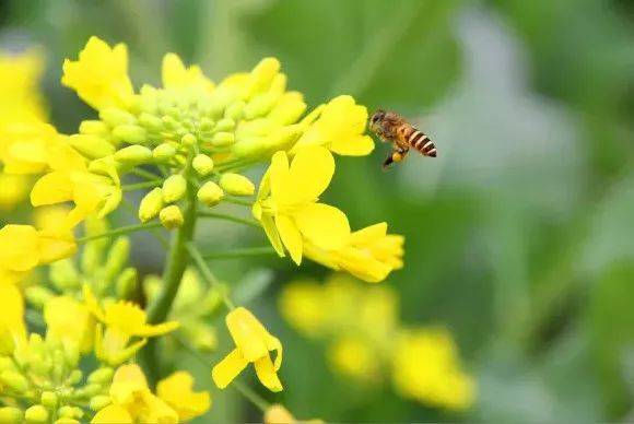 山东油菜花海震撼登场，这几个地方美到窒息