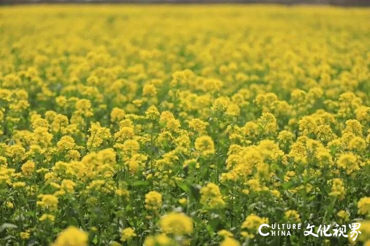 山东油菜花海震撼登场，这几个地方美到窒息