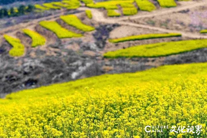 山东油菜花海震撼登场，这几个地方美到窒息