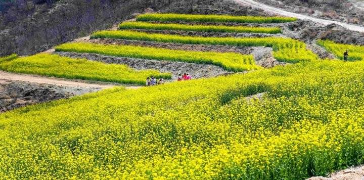 山东油菜花海震撼登场，这几个地方美到窒息