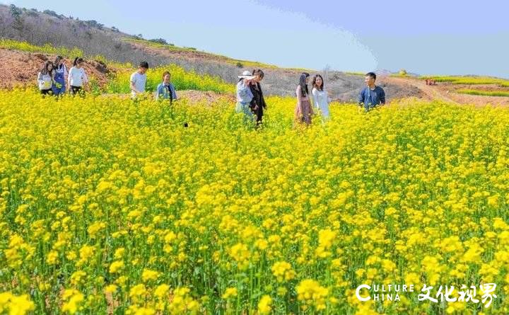 山东油菜花海震撼登场，这几个地方美到窒息