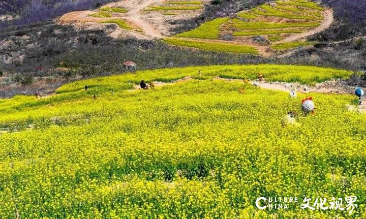 山东油菜花海震撼登场，这几个地方美到窒息