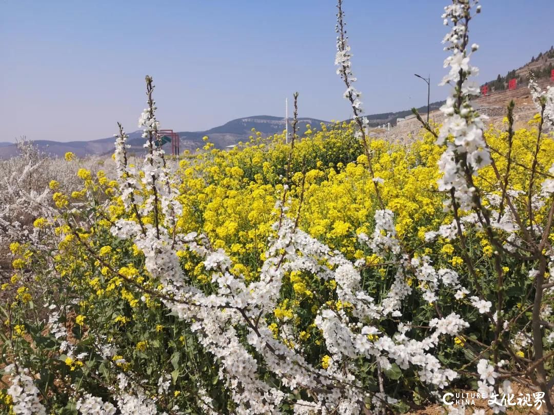 万亩菜花开满地   邂逅双泉春风景