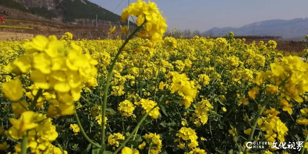 万亩菜花开满地   邂逅双泉春风景