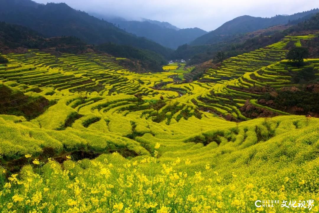 新中国旅热荐：去婺源，追寻中国最美乡村的油菜花田