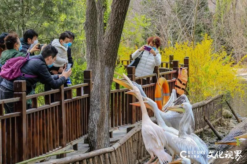 嘉华国旅复工后带首批游客游济南野生动物世界