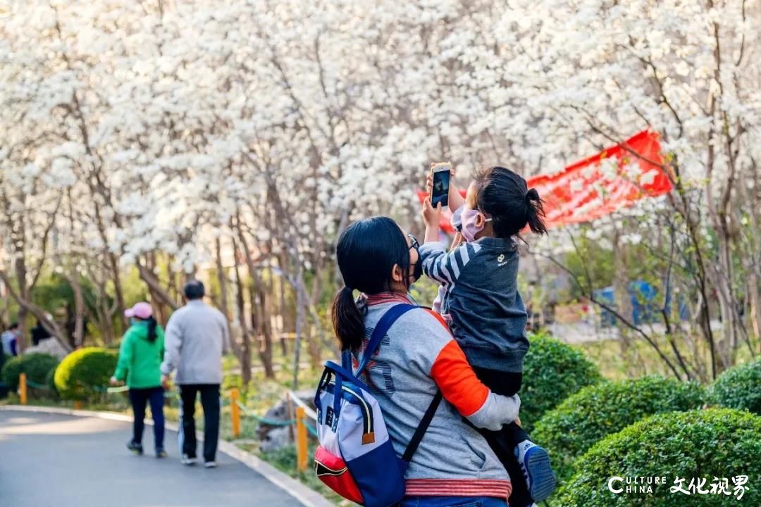 春光明媚 山花烂漫，嘉华旅游邀请您共赏春日泉城