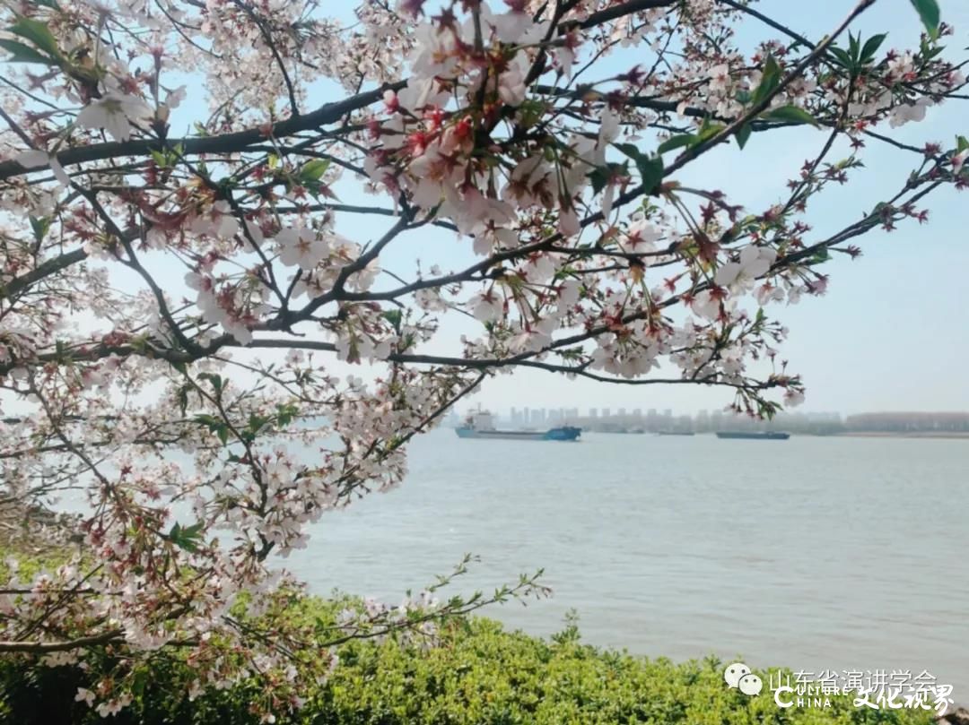 深情的眼波点燃整个春天——诗朗诵《樱花的思念》倾诉对武汉的思念与祝愿