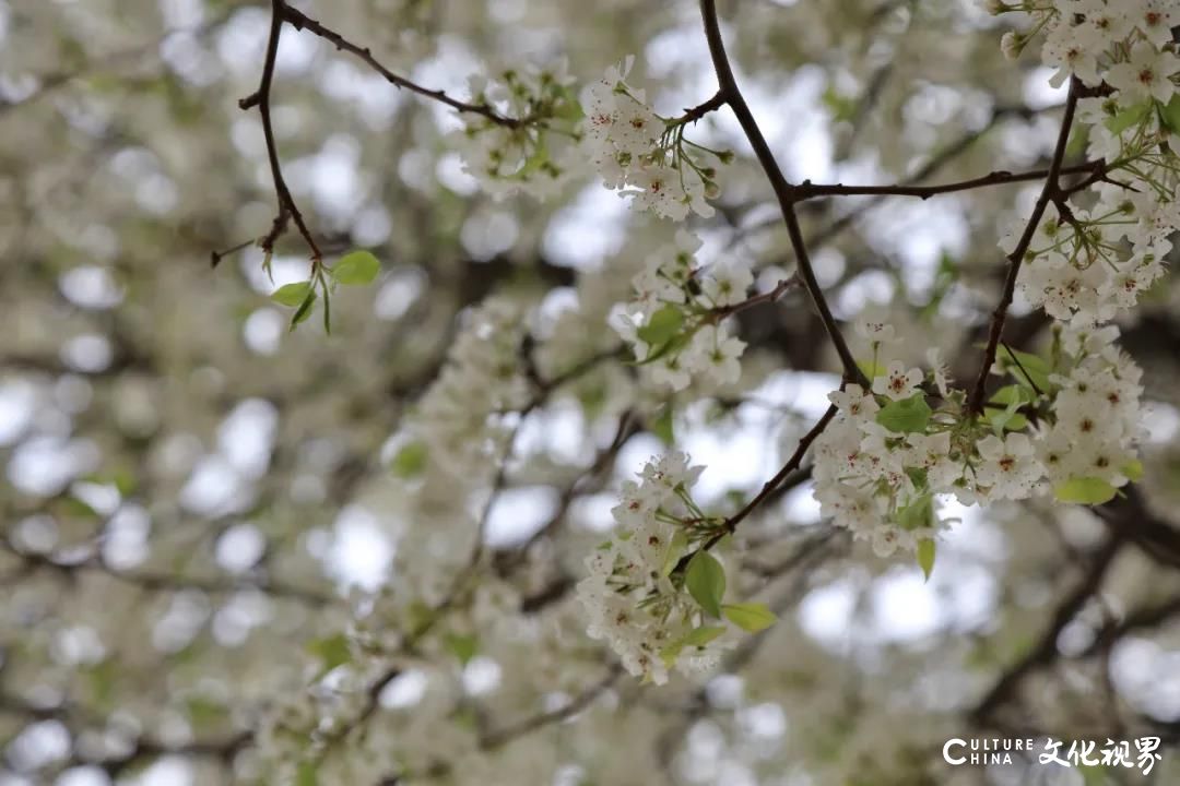 一人持卡 三人同行 五大福利，4月，让我们相约齐鲁酒地，一起“预见幸福”