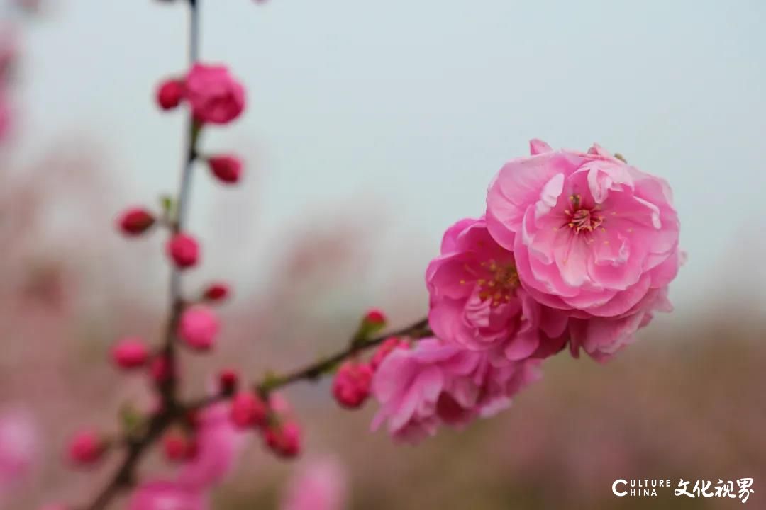 一人持卡 三人同行 五大福利，4月，让我们相约齐鲁酒地，一起“预见幸福”