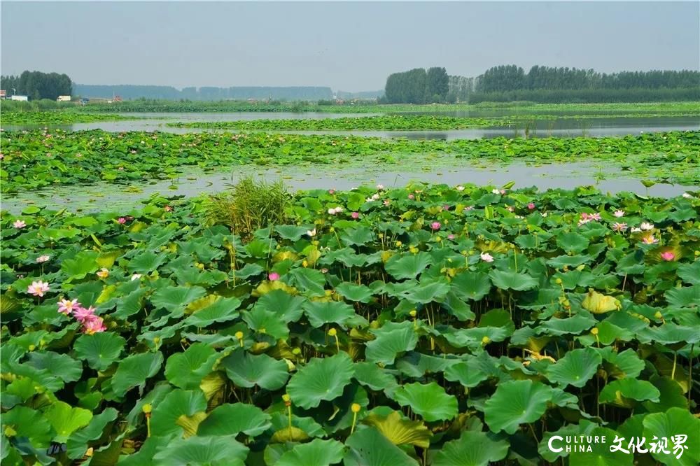 我有“自信于路”斯巴鲁   你在山泉湖巷齐备济南府——那好，我们约会吧