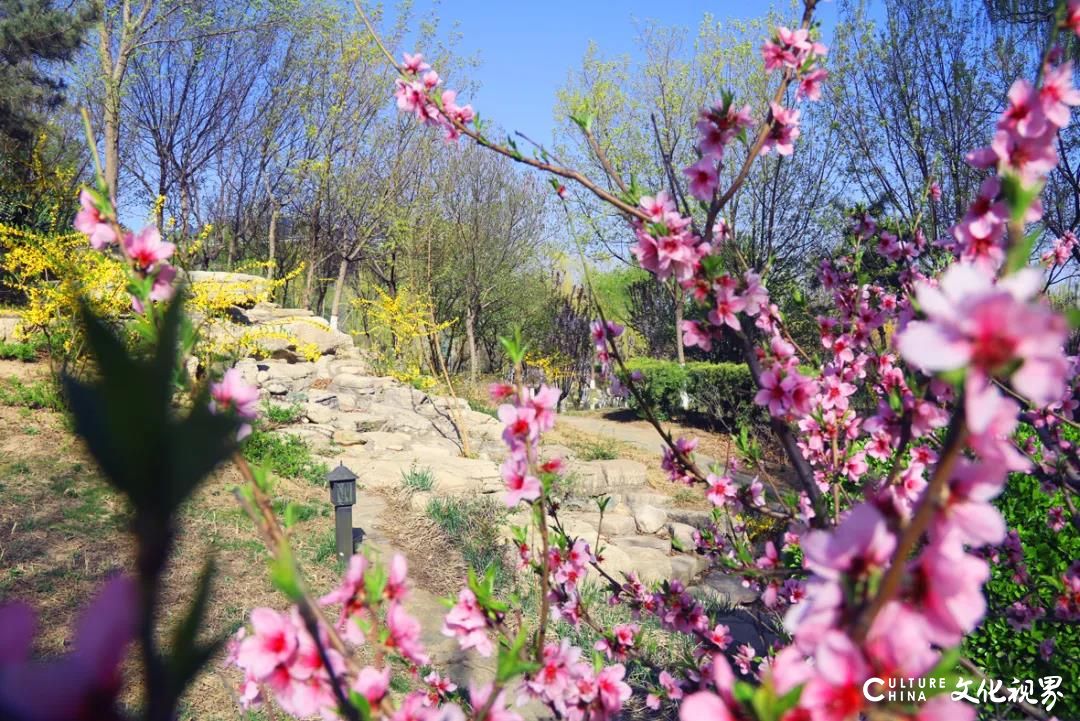 享经典美食   住温馨客房，聊城阿尔卡迪亚酒店全面开放