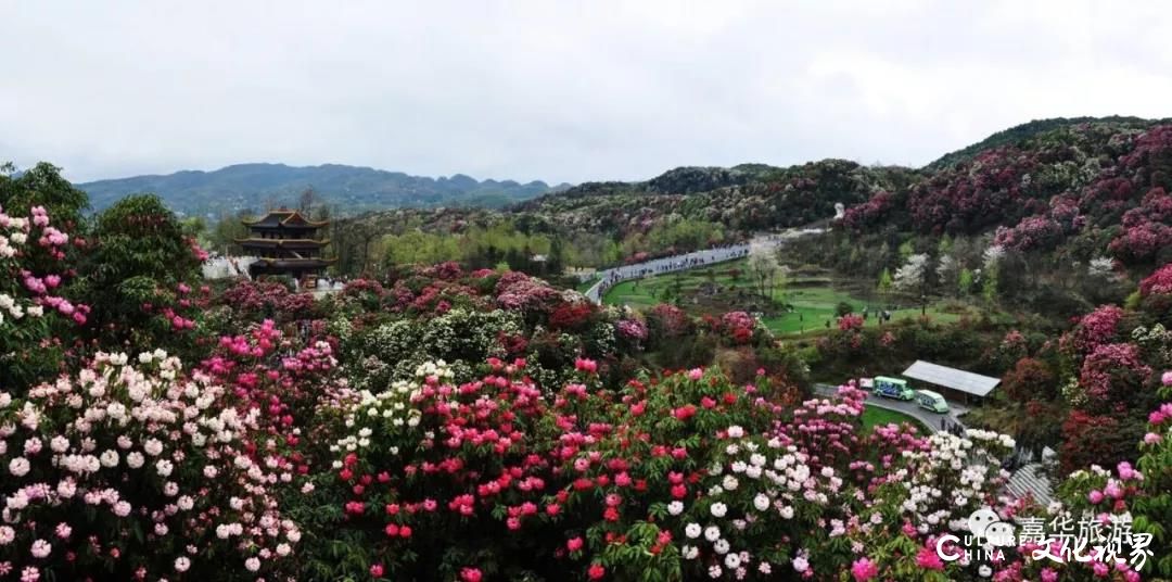 嘉华旅游|百里杜鹃  黄果树瀑布  千户苗寨....贵州的春天壮丽而又惊艳