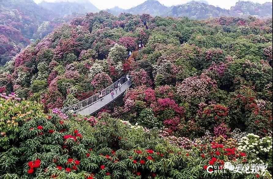 嘉华旅游|百里杜鹃  黄果树瀑布  千户苗寨....贵州的春天壮丽而又惊艳