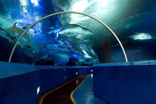 挥别相伴18年的青岛水族馆，88岁的青岛海底世界投入青岛旅游集团的“怀抱”
