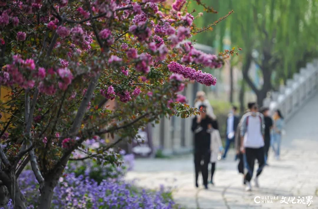 央视“云游”台儿庄，领略古城四月风光——嘉华旅游推出古城赏春踏青339元起二日游