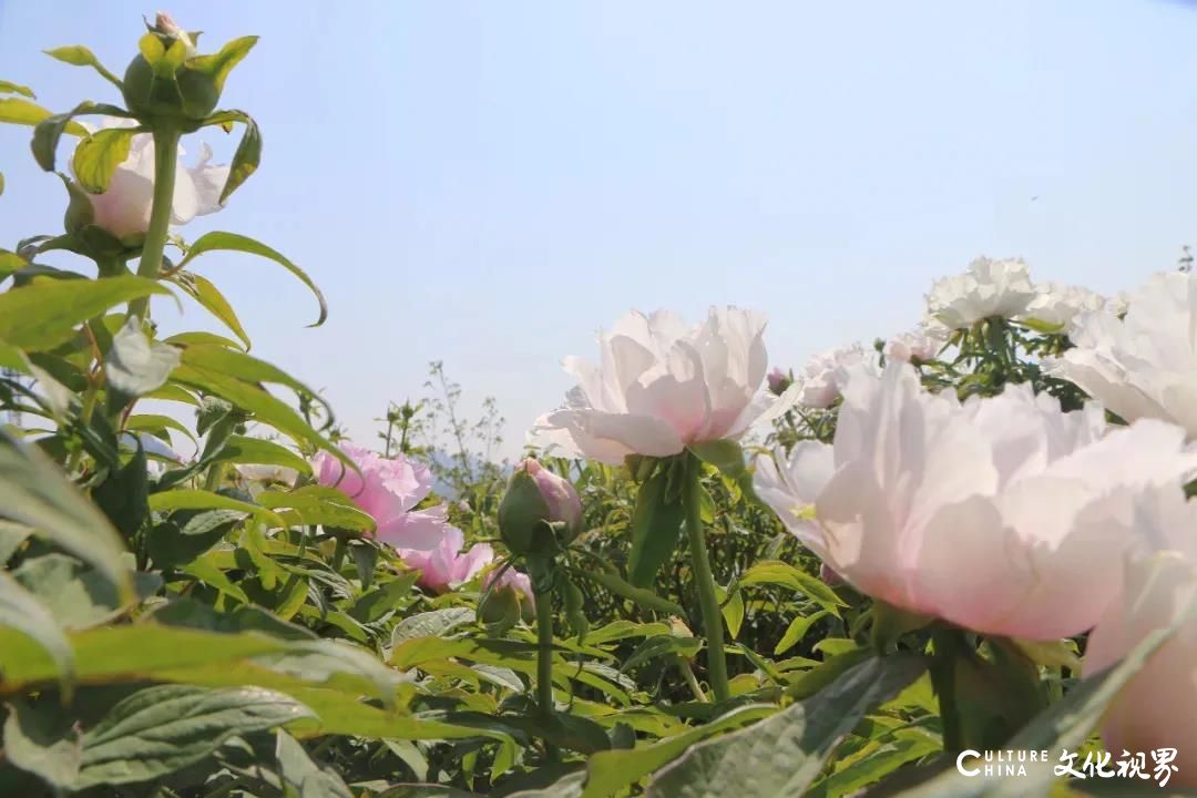 山环水抱  洗肺胜地——济南长清“和生庄园”五一期间每天推出10间特惠房   约您一起开启美食、美景、美好之旅