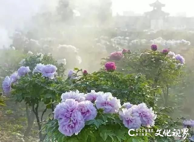 香山国际旅游度假区|2020济南牡丹花海旅游文化节4月30日盛大迎客