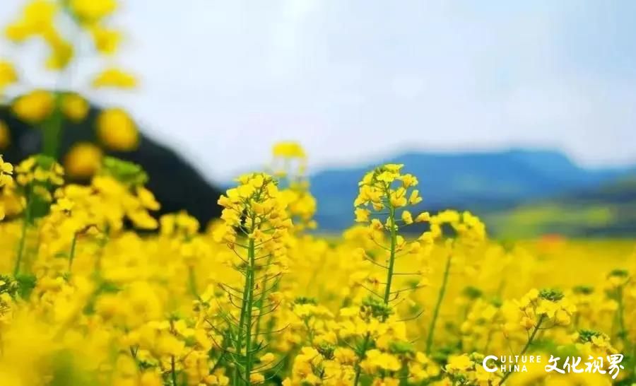 香山国际旅游度假区|2020济南牡丹花海旅游文化节4月30日盛大迎客